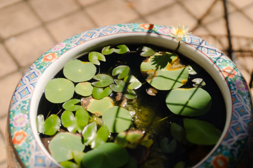 自然を近くに感じる植物
